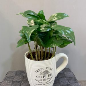 Pianta del caffè