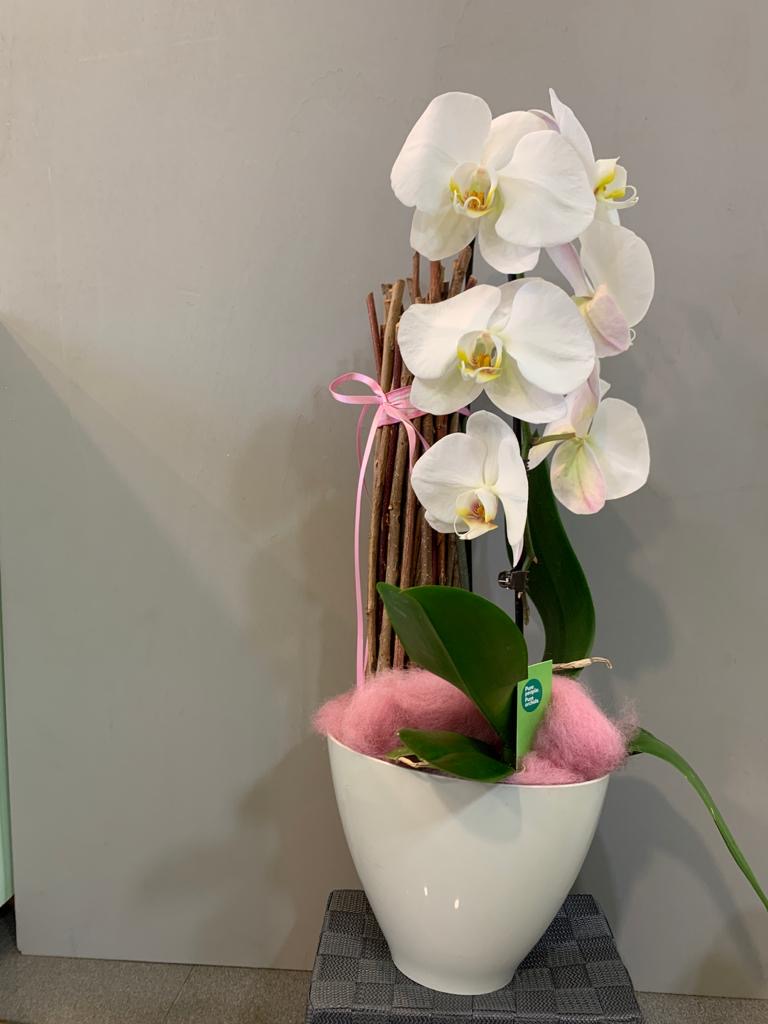 Orchidea con vaso